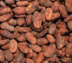 Pure Natural Cocoa / Organic COCOA BEANS