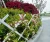 Import PVC trellis fence from China