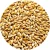 Import Quality barley grain bulk from Kazakhstan from Kazakhstan
