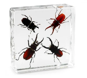 Real Insect 4 Stag beetle Bug Set Resin Specimen Biological teaching Aids School Learning Resources Custom Make