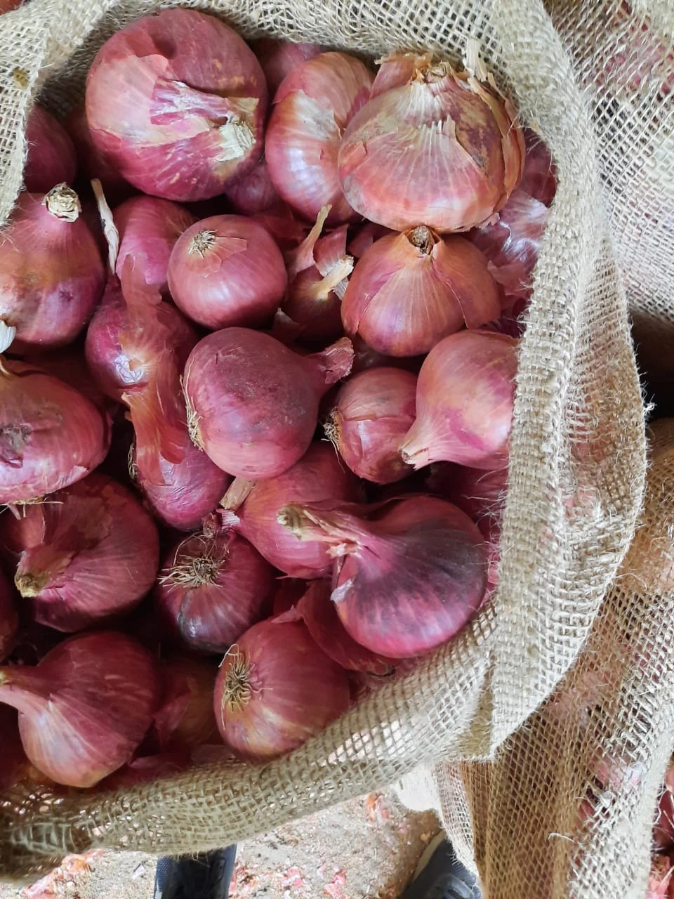 Red Onion Of Best Quality Fresh Red Onion From Nasik Indian Origin