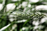Rye (Secale cereale)
