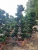 Import S shape ficus microcarpa bonsai tree ornamental plants from China