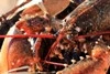 Scottish lobster