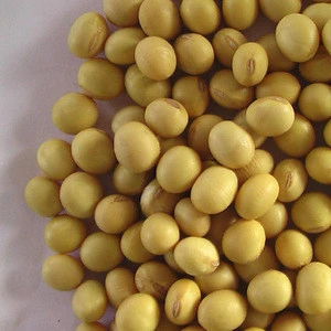 Soybeans /Soya Bean (8.0mm) with High Quality