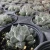 Import succulents wholesale indoor mini haworthia succulent plant from China