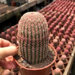 Top Sale red sun Succulent Plants Nursery Household Decorate Real cactus Rainbow cactus 9-10cm height