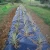 Import Weed Mat in Agricultural Plastic Products , Weed Control Cloth / Mat , Weed Barrier Mat from China