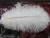 Import White Decorative Large Ostrich Feather For Wedding For Sale from China