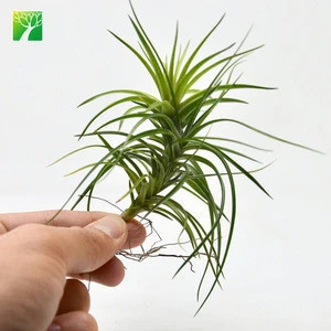 Wholesale 3-5 inch height natural perennial air plant T.Montana