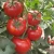 Import Wholesale China Heat Resistant Top Quality High Yield  Hybrid  F1 Big Red Tomato Tree Seed For Planting from China
