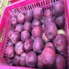 Wholesale fresh Apple Fruit/ huaniu Apple Fruit Fresh / red delicious apple