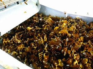 Wholesale fresh frozen dried seaweed wakame seaweed mekabu price