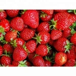 Wholesale Fresh Strawberry / Strawberry Fruit Price / Strawberry Fruit In India