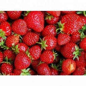 Wholesale Fresh Strawberry / Strawberry Fruit Price / Strawberry Fruit In India