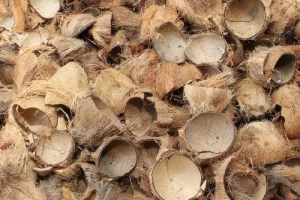 Wholesale 100% Natural Brown Coconut Shell Raw Full Size For Charcoal Material MS KATHY +84 896650714