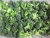Import Wholesale organic IQF frozen fresh broccoli vegetable from China