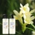 Import Wholesale Private Label Rice Water Sulfate Free Natural Freesia Fragrance Shampoo from China