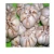 Import Wholesale Vietnam new crop white garlic fresh garlic price from Vietnam