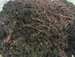 Worm Castings Organic Fertilizer pure 100%  from Thailand Rich Supplement for Gardening