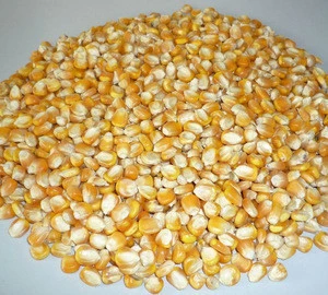 Yellow Corn For Animal Feed Grade