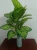 Import 18 pothos leaves, (made of adhesive tape) from China
