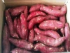 Fresh Organic sweet purple potatoes/ Ms Sofia +84 789946878