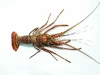 Live / Frozen Longlegged Spiny Lobster (Panulirus Longipes)