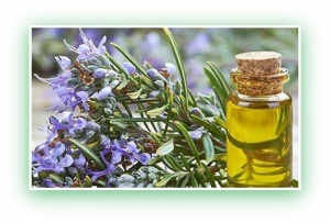wholesale rosemary essential oil for food and cosmetics