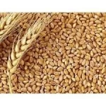 Wheat 12.5% P  11.5%P