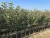 Import Apple saplings/plants from Serbia