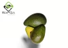 Safqa Fresh and Organic Avocado 4Kg