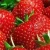 Import IQF Frozen Fresh Strawberry Fruit Frozen Strawberry from USA