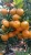 Import Squeezed Orange from Indonesia