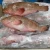 Import Frozen Cod Fish Seller from Belgium