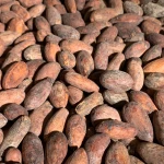 Premium Cocoa Beans / Cocoa Seeds for Chocolate Production | Organic Natural Cocoa Raw Beans Bulk Sale Direct from Farm
