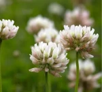Clover Honey