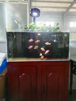 Wholesale Silent Large Glass Fish Tank Made To Order Big Size Water Purifying Aquarium Dingju Fish Tank