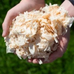 Pine Wood Shavings for Horse Bedding/Pine Sawdust for Horse / Pine Wood Shaving for Poultry Farm