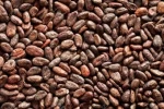 sun dried cocoa beans