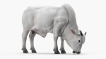 CATTLE