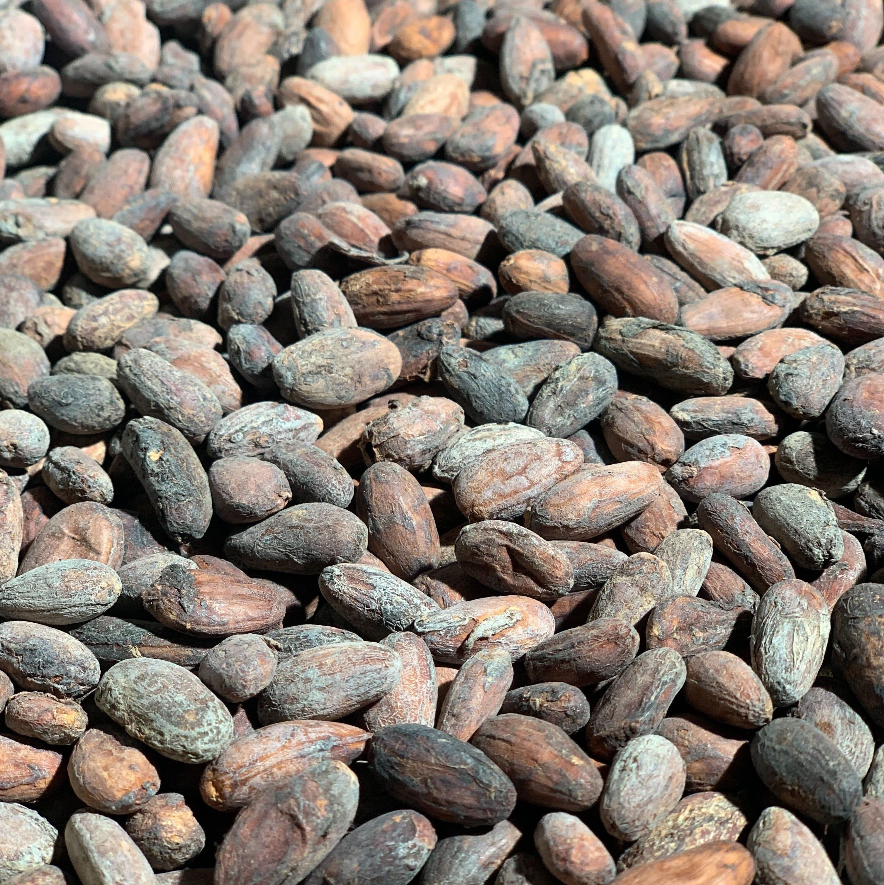 Buy Premium Cocoa Beans / Cocoa Seeds For Chocolate Production ...