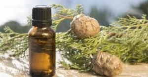 Cypress Essential Oil