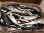 Norwegian Seafood