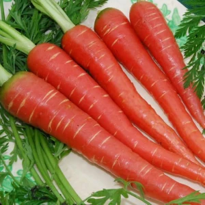 Fresh Carrot Red