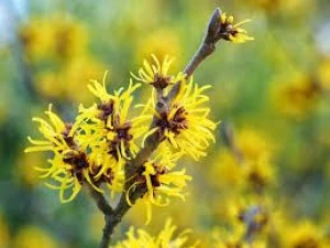 Witch Hazel best price in kilogram