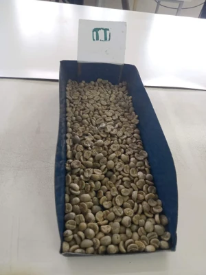 Whole Sale Price Arabica Coffee Beans 100% Natural Green Coffee Bean Attractive Flavor