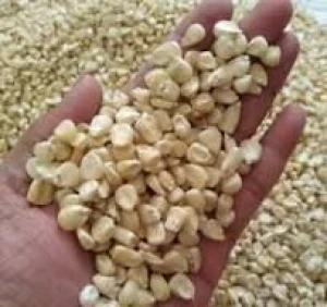 Buy White Maize Seeds