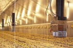 Poultry Heater System