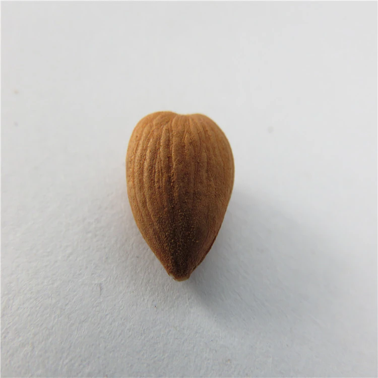 100% Dried Apricot Kernel